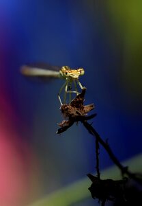 Rest coloring insecta