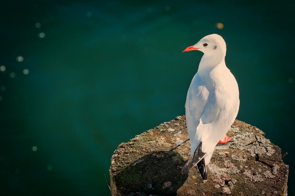 Animal world seagull water