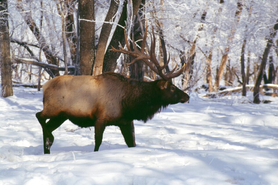 Elk hooved animals rut