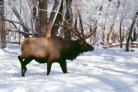 Elk hooved animals rut