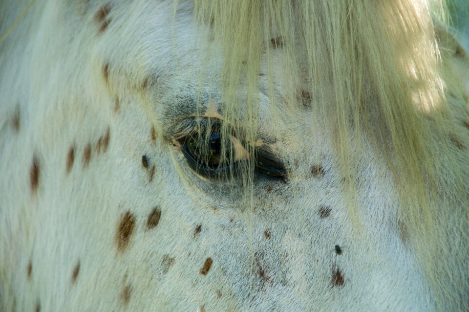 Knabstruppers thoroughbred spotted