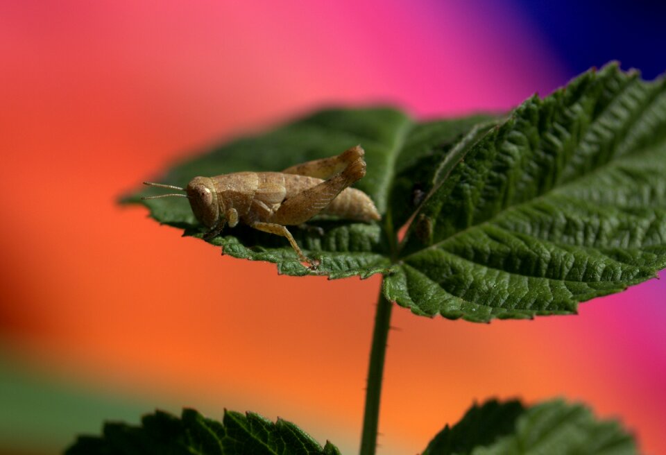 Rest coloring insecta