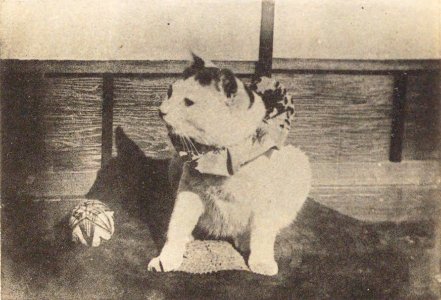 Photograph of pet cat taken by Tokugawa Yoshinobu