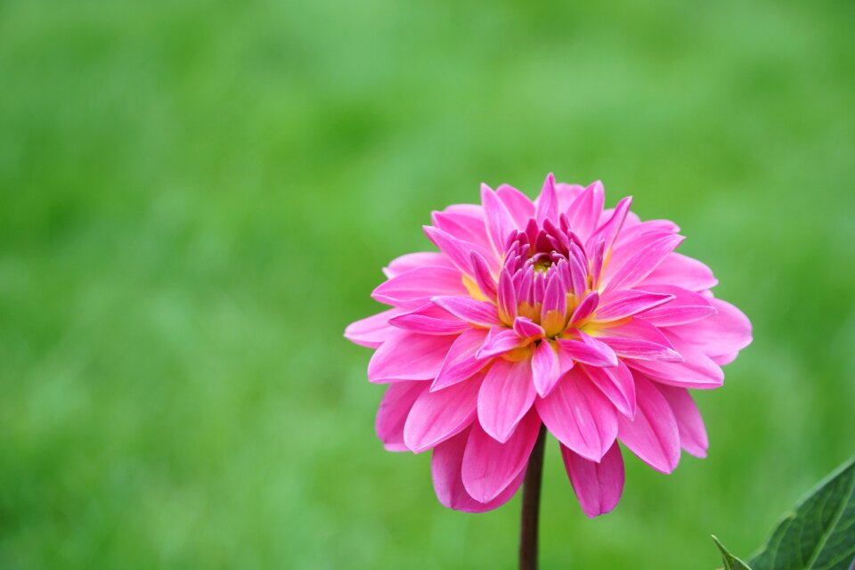 Flowers pink flowers garden