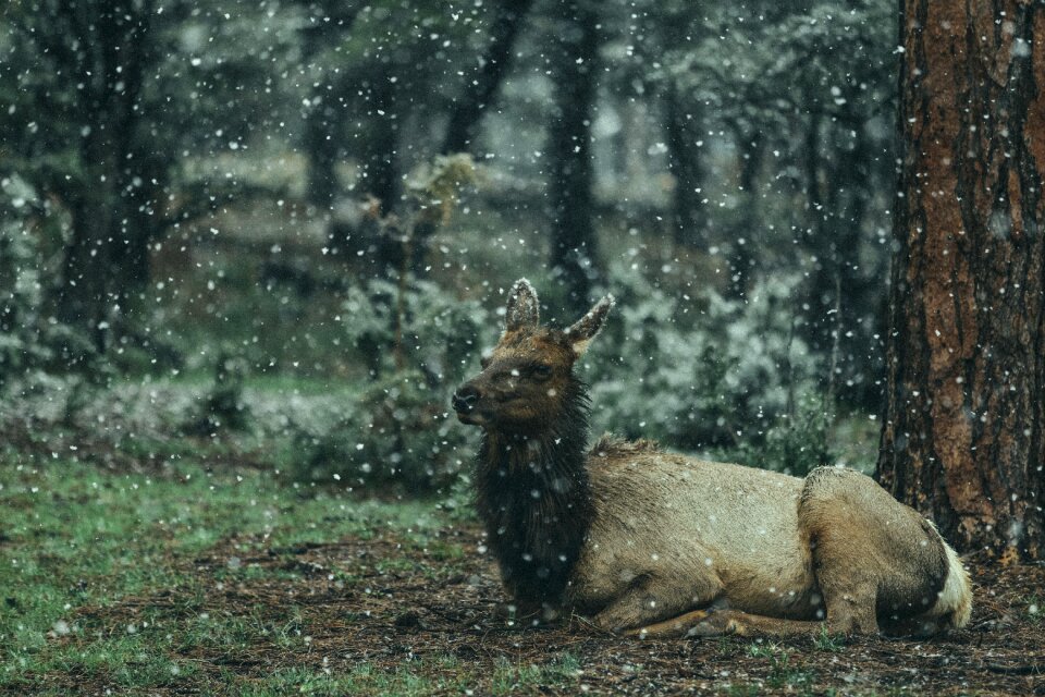 Forest nature snow