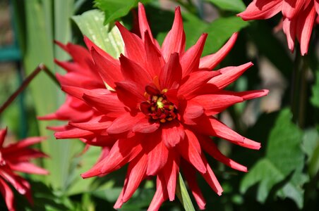 Flower dahlia petals red photo