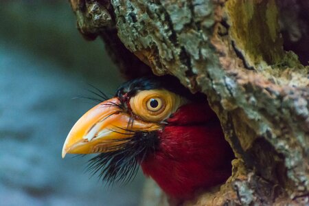 Bill zoo plumage