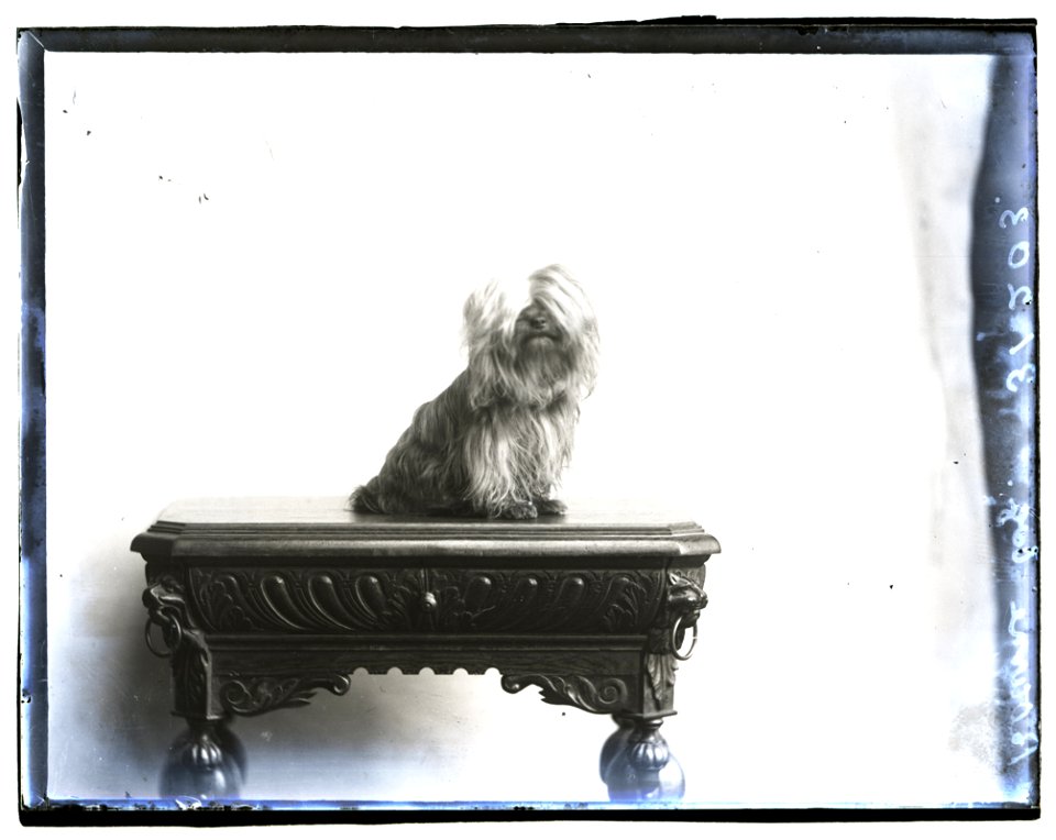Photograph of dog requested by Miss Bourne, 19 Dec 1910 (16580922422)