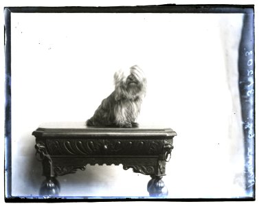 Photograph of dog requested by Miss Bourne, 19 Dec 1910 (16580922422)