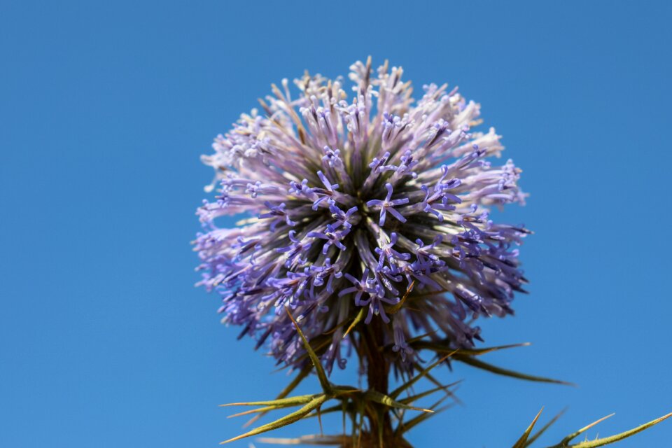 Plant summer nature