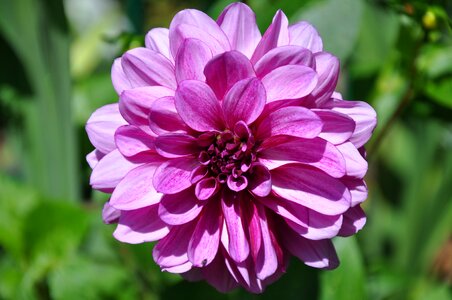 Dahlia flower petals purple