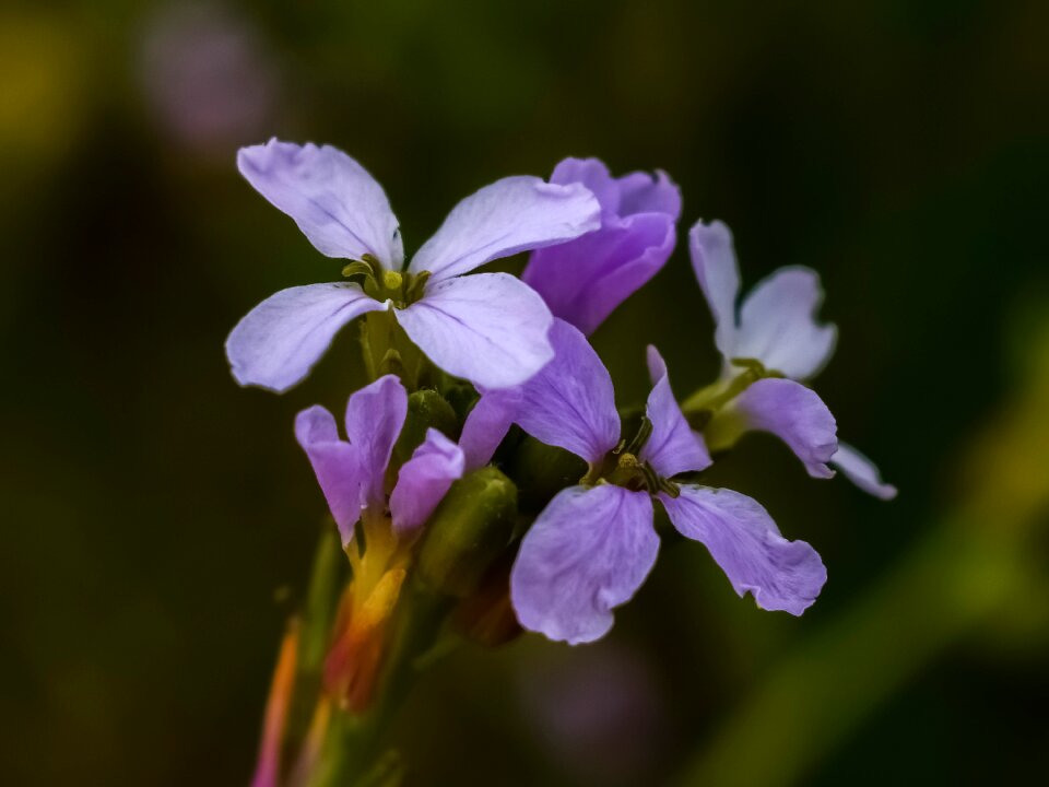 Flora nature outdoors