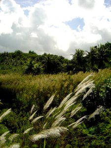 Phragmites marshland in wetlands of Guam (line383353982)