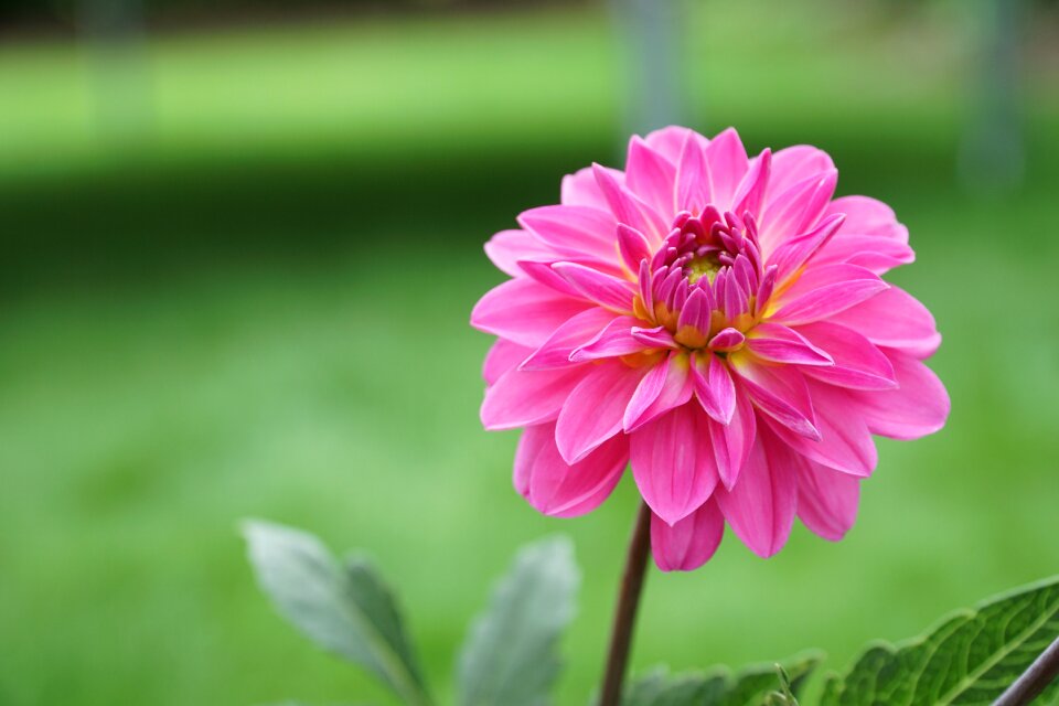 Nature blossom bloom