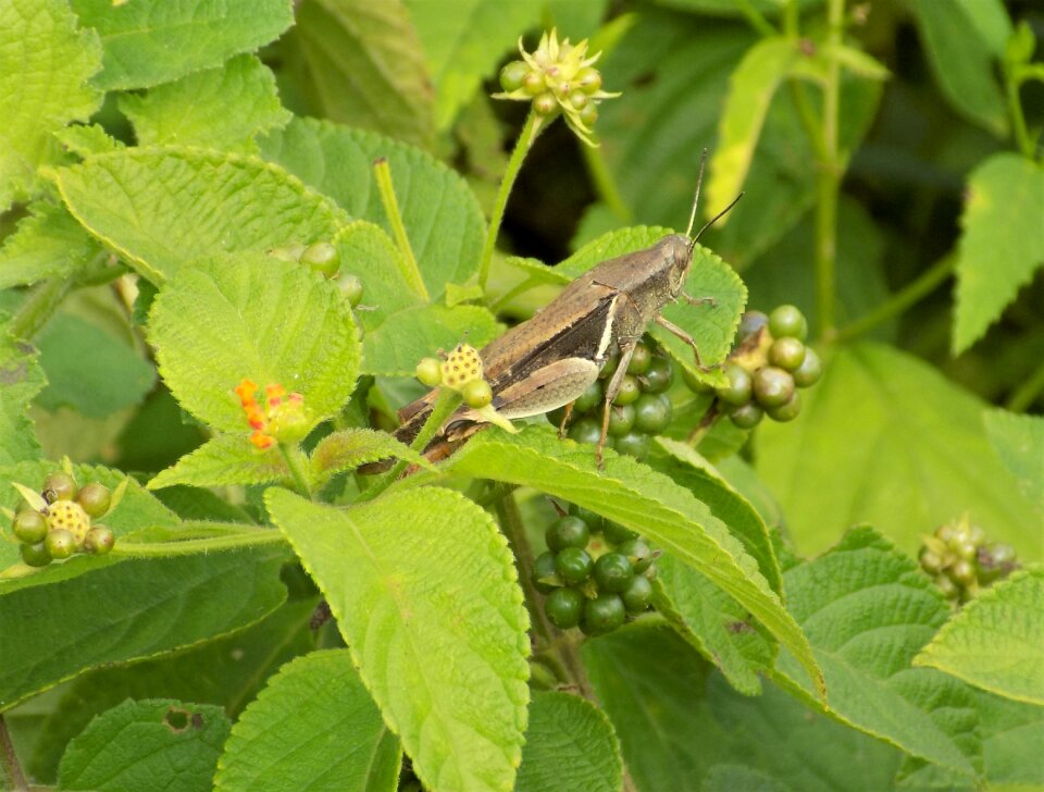 Flower locust nature