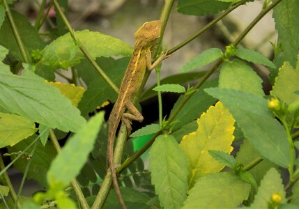 Animal reptile green