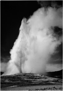 Photograph of Old Faithful Geyser Erupting in Yellowstone National Park - NARA - 519994 photo