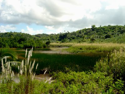 Phragmites marshland in wetlands of Guam (line383153982)