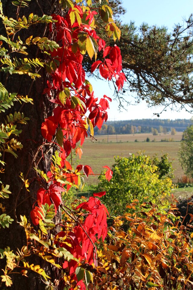 Colorful leaf vine riot of color