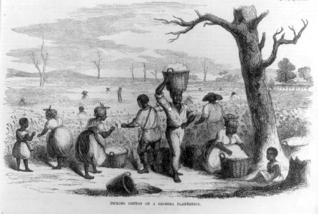 Picking cotton on a Georgia plantation LCCN2002698525