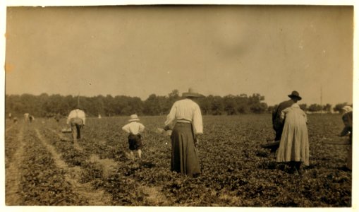 Picking strawberries on Clagett and Covington farm. They will have 500 pickers in the height of the season. Not many young workers yet. LOC nclc.00429