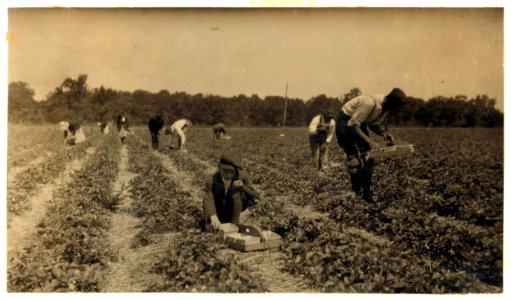 Picking strawberries on Clagett and Covington farm. They will have 500 pickers in the height of the season. Not many young workers yet. LOC nclc.00433