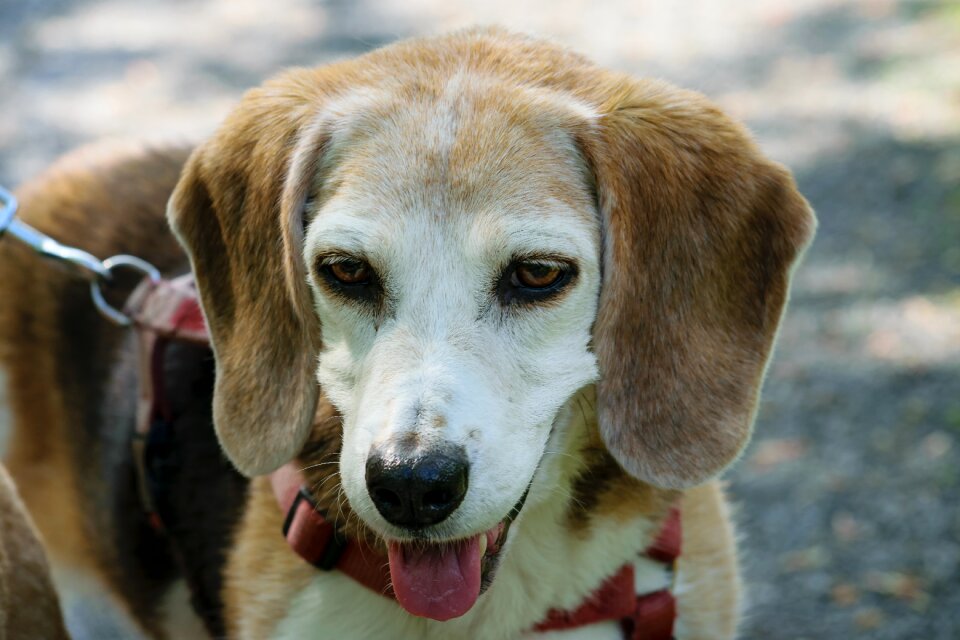 Pet photography mammal fur