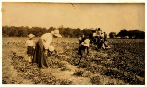 Picking strawberries on Clagett and Covington farm. They will have 500 pickers in the height of the season. Not many young workers yet. LOC nclc.00435