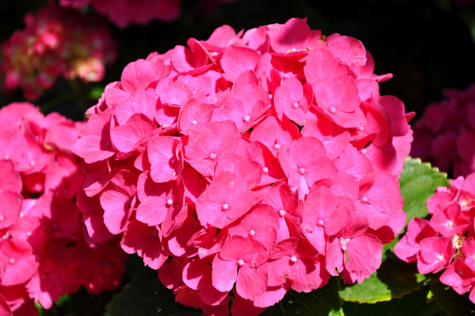 Flower hydrangea hydrangea red