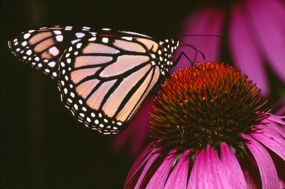 Monarch butterfly insects flower