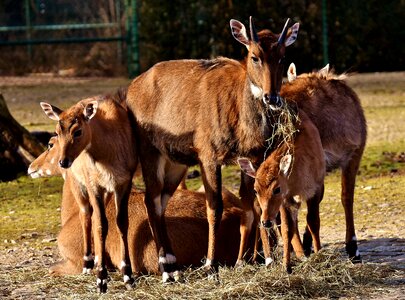 South africa nature flock