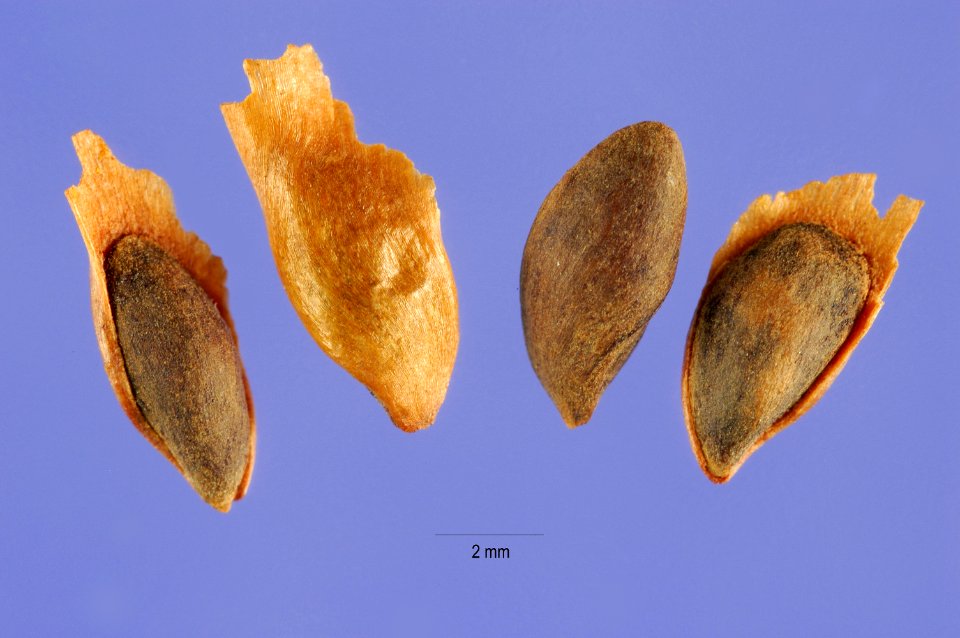 Picea breweriana seeds