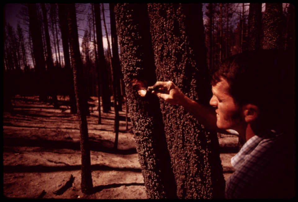 Pickering-forester-joe-dillard-cuts-burned-bark-to-expose-unharmed-wood-of-white-fir-tree-september-1973 7006972706 o