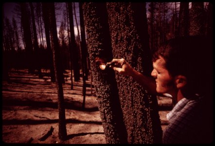 Pickering-forester-joe-dillard-cuts-burned-bark-to-expose-unharmed-wood-of-white-fir-tree-september-1973 7006972706 o