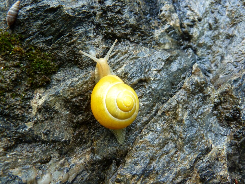 Viscous gastropod aragon