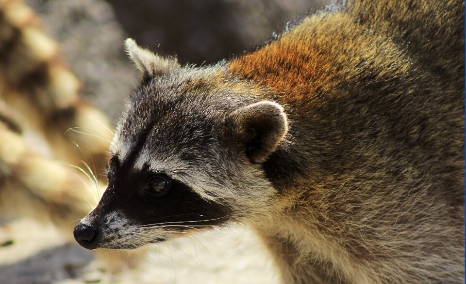 Animalia mammalia nice