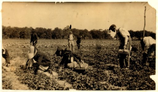 Picking strawberries on Clagett and Covington farm. They will have 500 pickers in the height of the season. Not many young workers yet. LOC nclc.00434