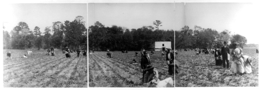 Picking strawberries, Charleston, S.C. LCCN2016652742
