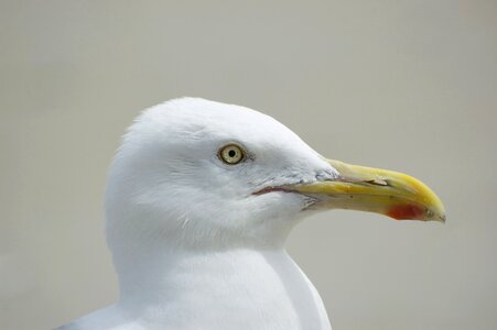 Bird seabird white seagull