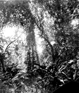 Photographic Views of Canton 11