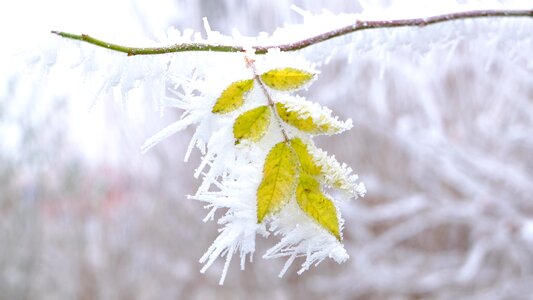 Frost hoarfrost frozen leaves photo