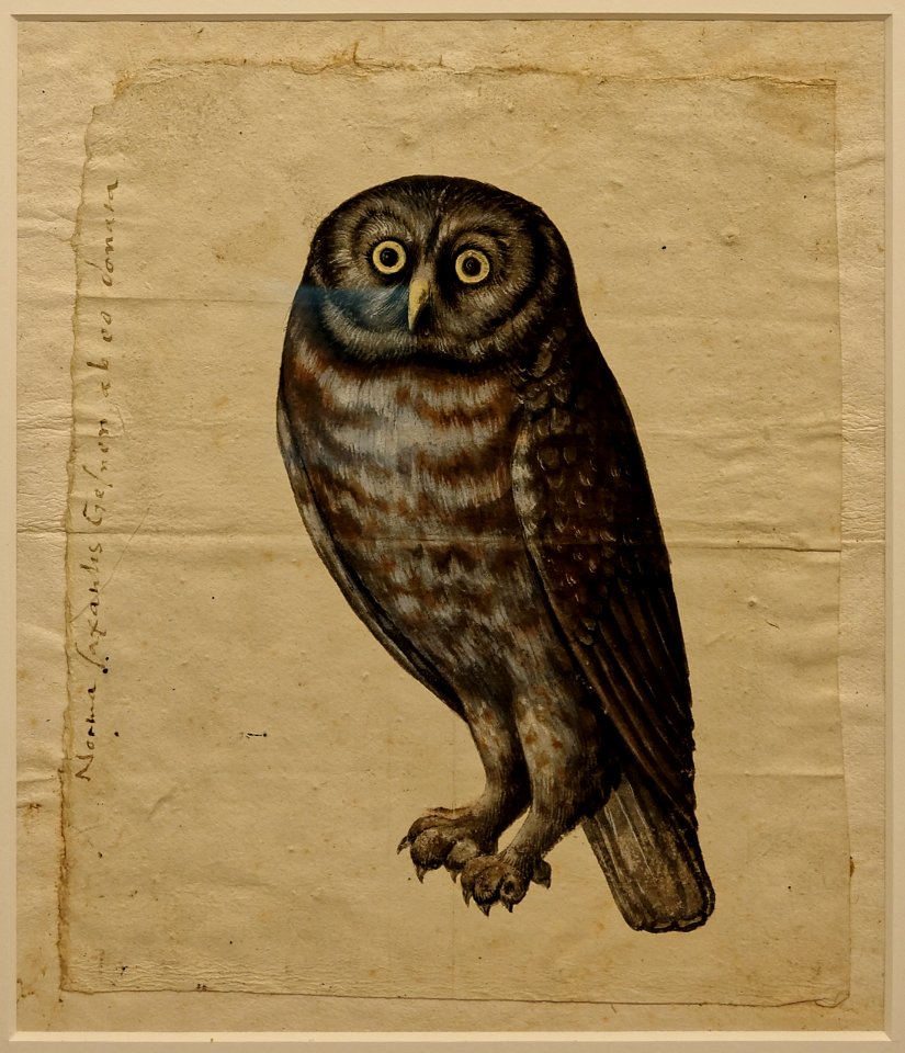 Pierre Eskrich - Athene noctua de Gesner - vers 1554