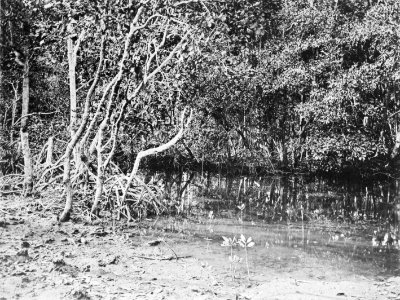 Picturesque New Guinea Plate XXV - Mangrove scrub near Kaele