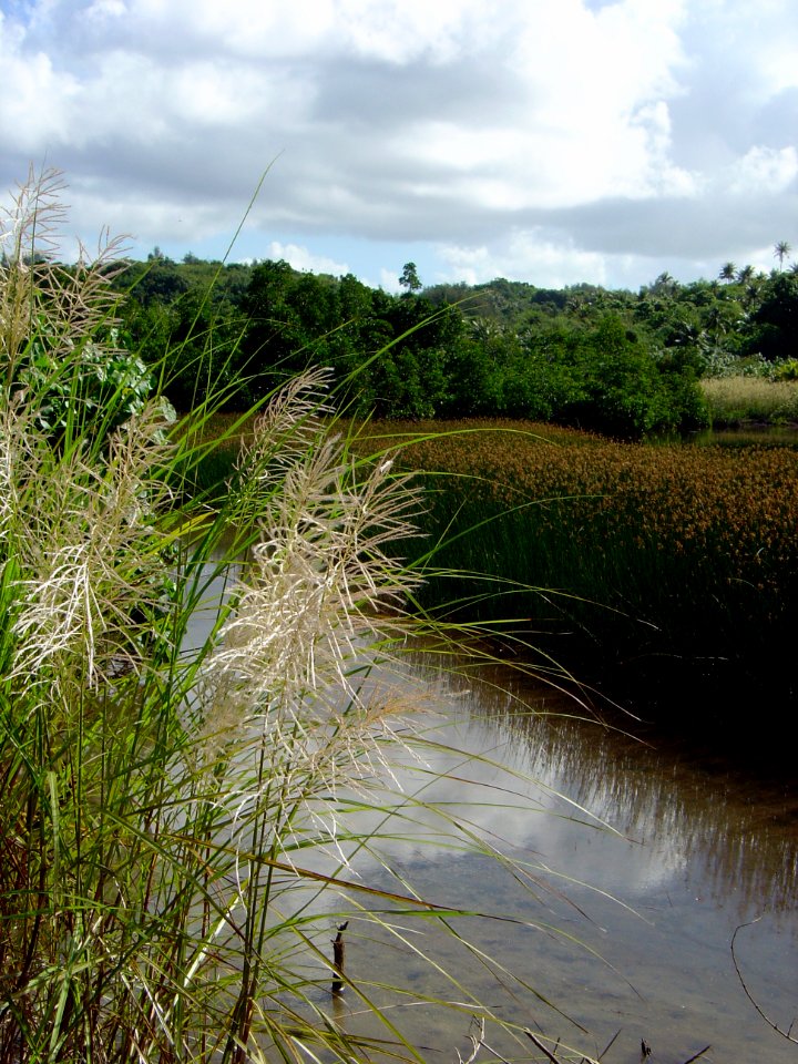 Phragmites marshland in wetlands of Guam (line383253982)