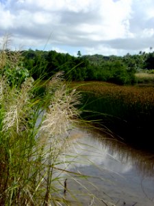 Phragmites marshland in wetlands of Guam (line383253982)