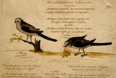 Pierre Eskrich - Mésange à longue queue (Aegithalus caudatus et europaeus) 2