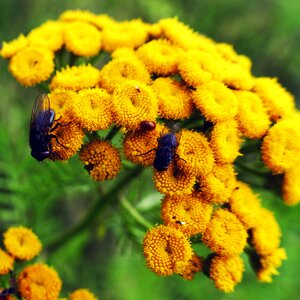 Heilpfanze faerbepflanze tubular flowers
