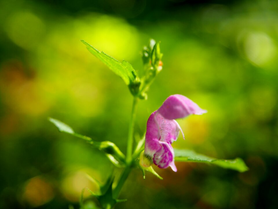 Forest plant sunbeam