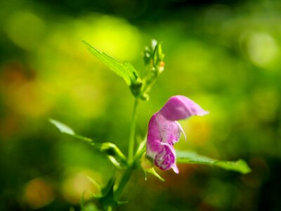 Forest plant sunbeam
