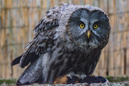 Plumage eyes owl